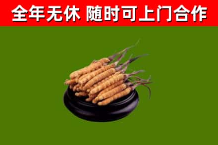 原平市回收冬虫夏草