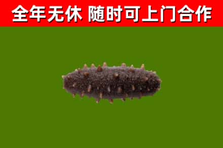 原平市回收海参干